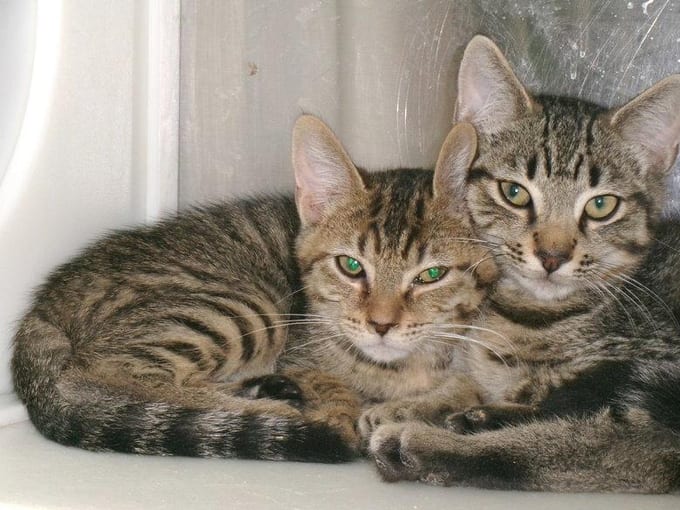 Kobe, a young Tabby
