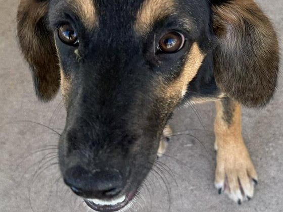 Lady, a young English Coonhound