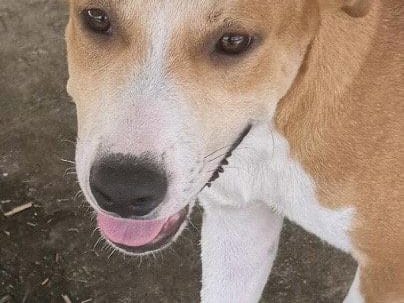 Lancelot, a young Hound