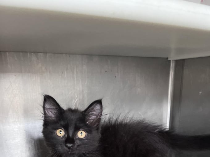 Lara, a Domestic Long Hair kitten