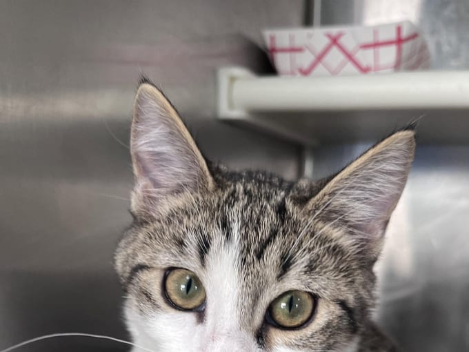 Lea, a young Domestic Short Hair