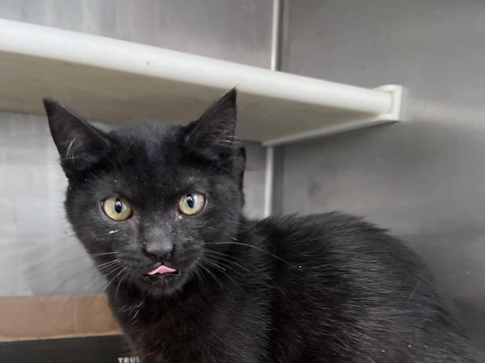 Link (cat), a Domestic Short Hair kitten
