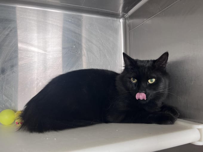 Lonnie, an adult Domestic Medium Hair