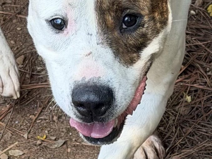 Luther, an adult American Bulldog