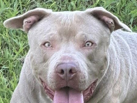 Mac, a young Pit Bull Terrier