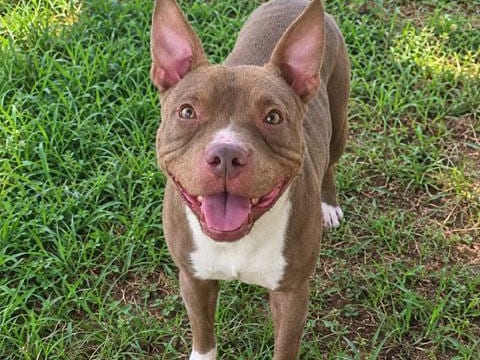 Maeve, a young Pit Bull Terrier