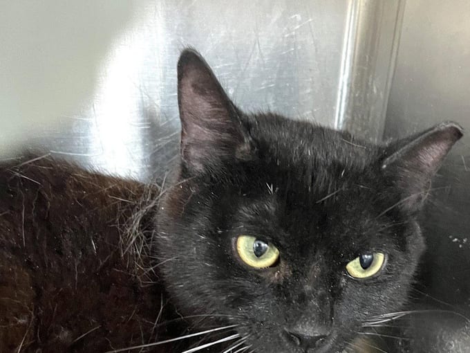 Malawi, a young Domestic Short Hair