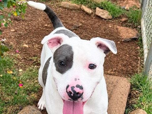 Marco, an adult Pit Bull Terrier