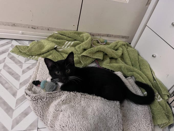 Margaret, a young Domestic Medium Hair