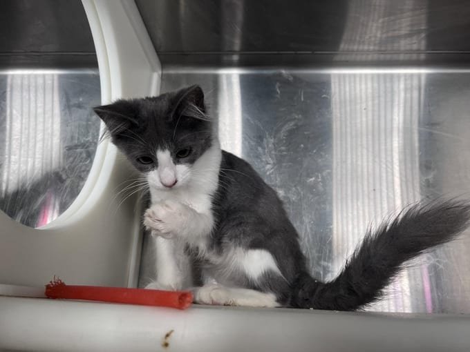 Mark, a young Domestic Short Hair