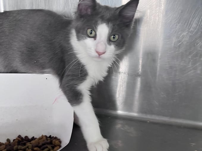 Matthew, a young Domestic Short Hair