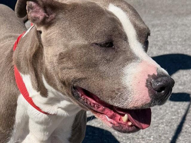 May, an adult Pit Bull Terrier