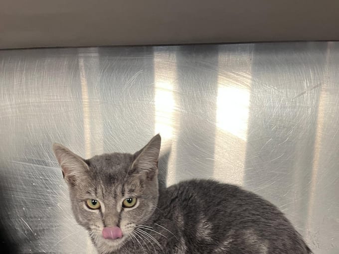 Miller, a young Domestic Short Hair