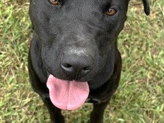 Millie, a young Labrador Retriever