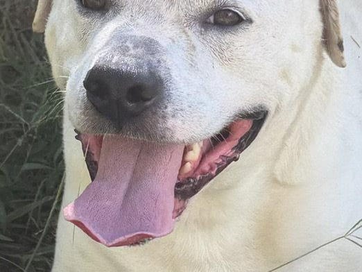 Milo, a senior American Bulldog
