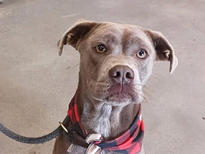 Mitzie, a young Pit Bull Terrier