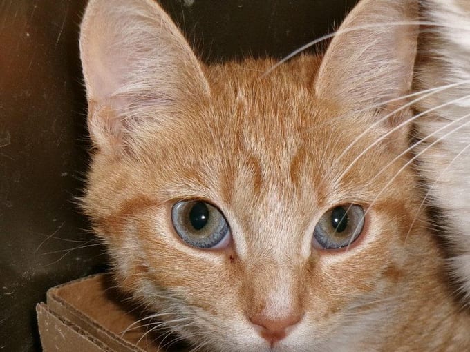 Mosey, a Tabby kitten