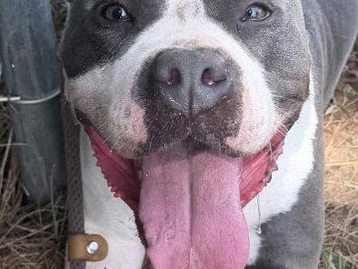 Muffin, a young Pit Bull Terrier