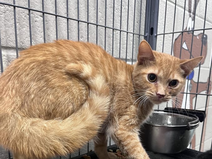 Nemo, a young Domestic Short Hair