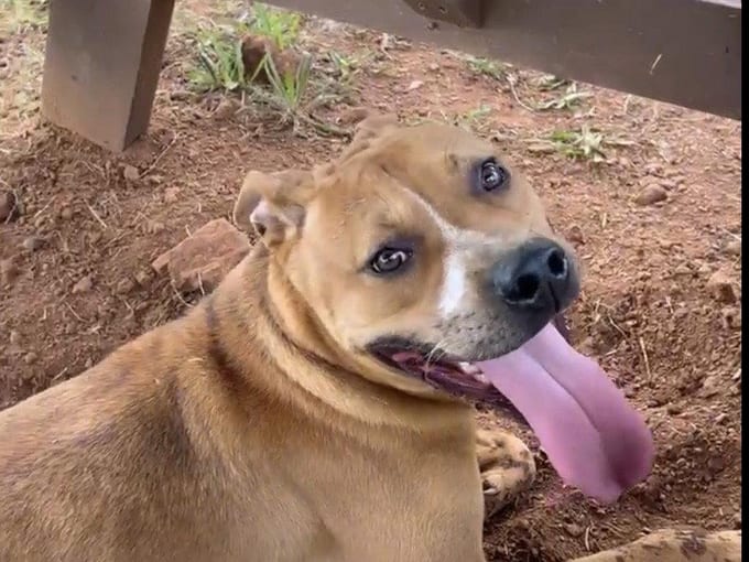 Nico, a young Pit Bull Terrier