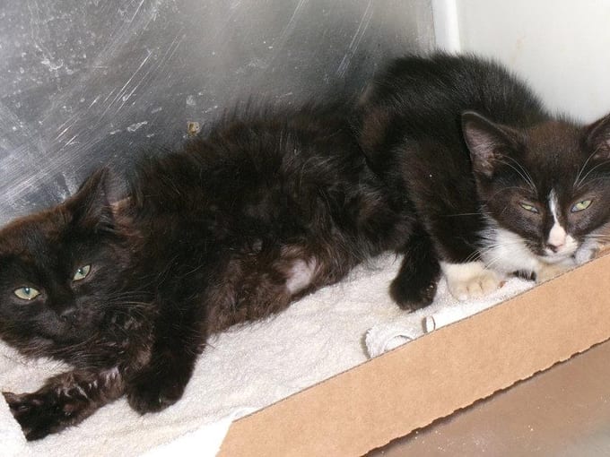 Ninja, a Domestic Short Hair kitten