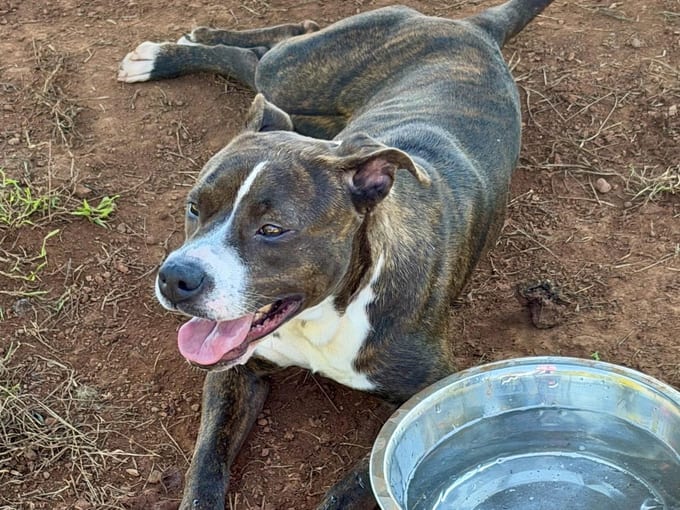 Nova, a young Pit Bull Terrier