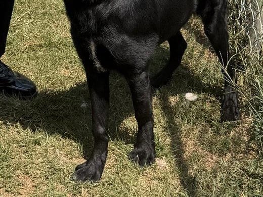 Ollie, a young Labrador Retriever