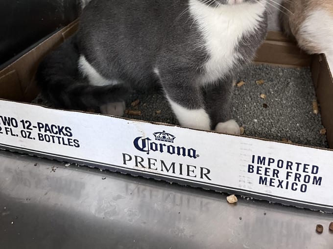 Paul, a Domestic Short Hair kitten
