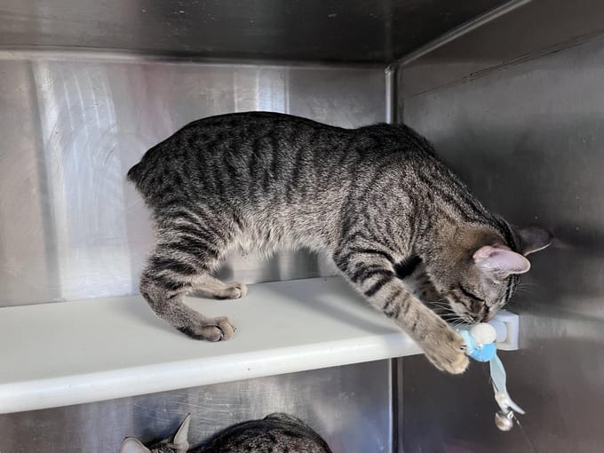 Plumpy, a young Domestic Short Hair