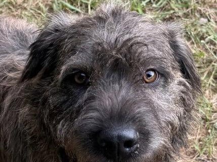 Quigley, a young Terrier