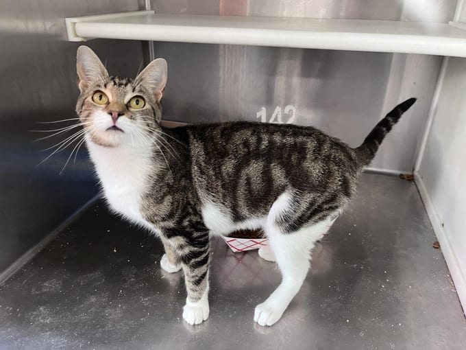 Raisin, an adult Domestic Short Hair