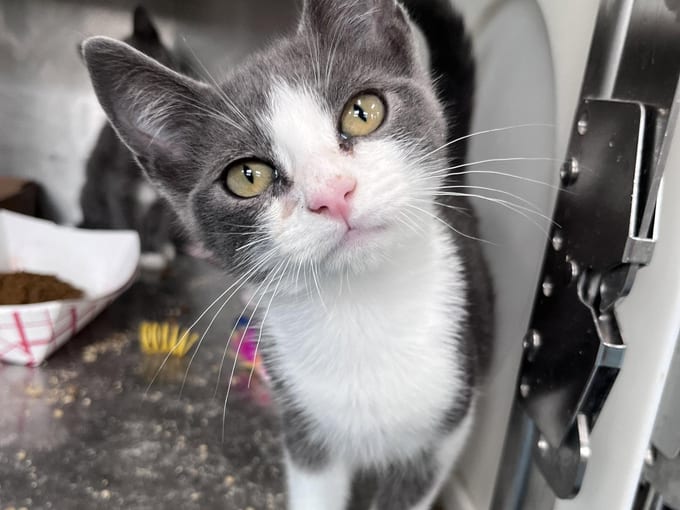 Reggie, a Domestic Short Hair kitten