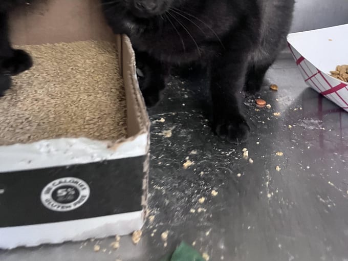 Reims, a Domestic Short Hair kitten