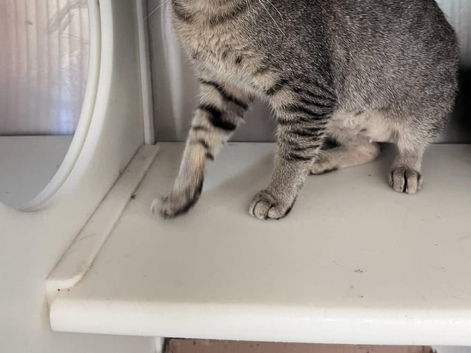 Renaissance, a young Domestic Short Hair