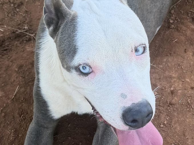 Rhino, a young Pit Bull Terrier