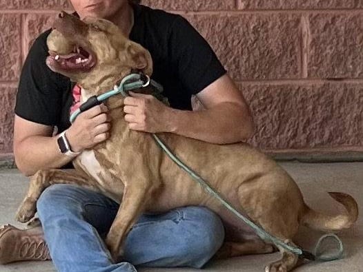Ripple, a young Pit Bull Terrier