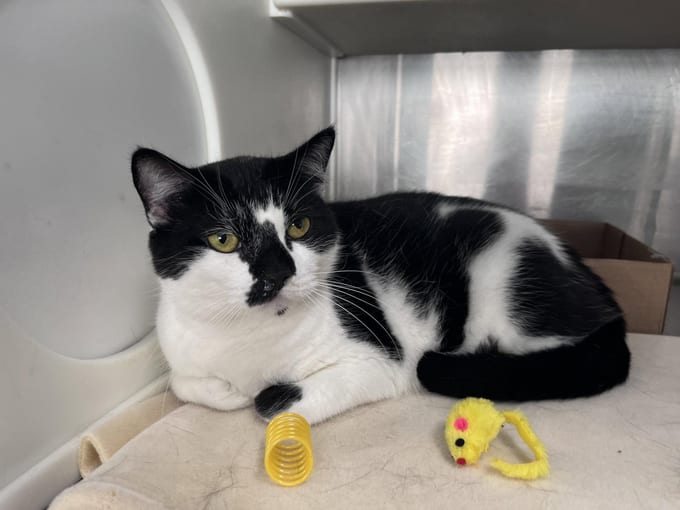 Rizzo, an adult Domestic Short Hair