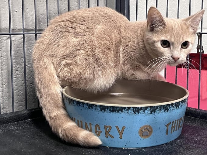 Salamone, a young Domestic Short Hair