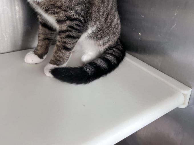 Sammy, a young Domestic Short Hair