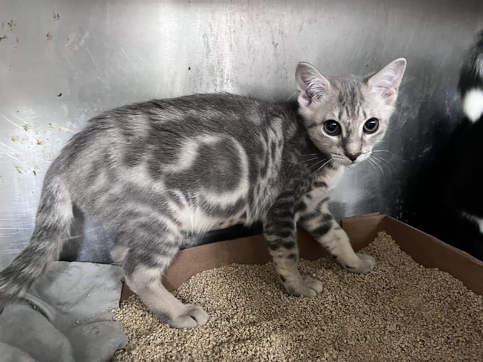 Sarah, a young Domestic Short Hair