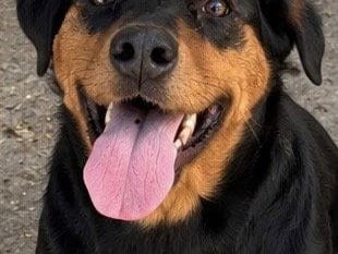 Sarasota, an adult Doberman Pinscher