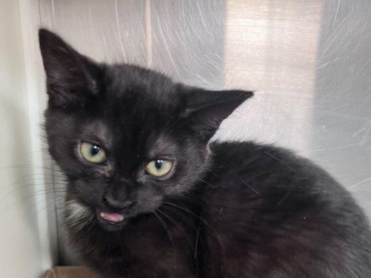 Scarlet, a Domestic Short Hair kitten