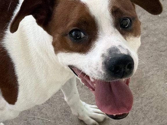 Scout, a young Hound