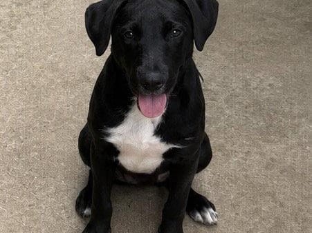 Slate, a young Labrador Retriever