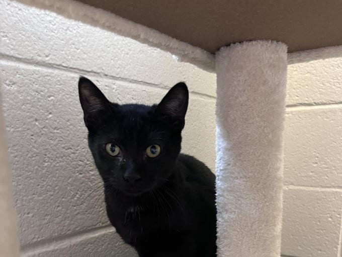 Smarty Pants, a Domestic Short Hair kitten