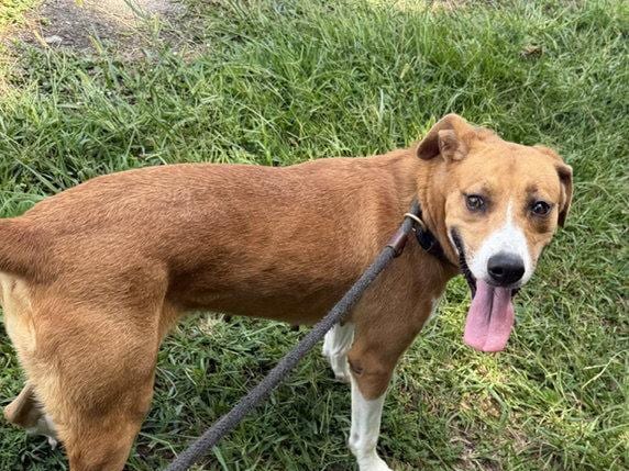 Stella, a young Hound