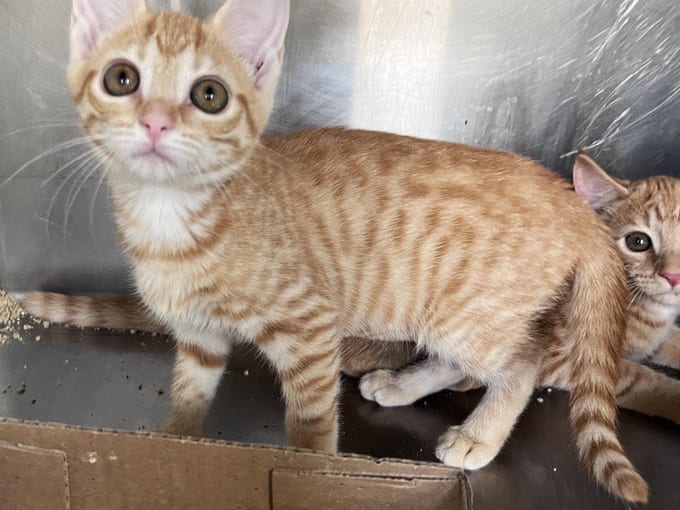 Susan, a Tabby kitten