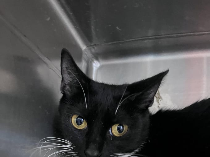 Sweetie Potamus, an adult Domestic Short Hair