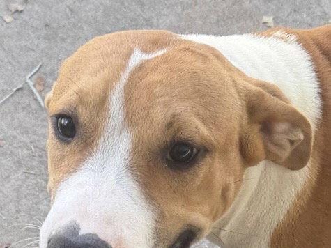 Tristan, a young Hound