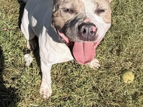 Turbo, a young Pit Bull Terrier